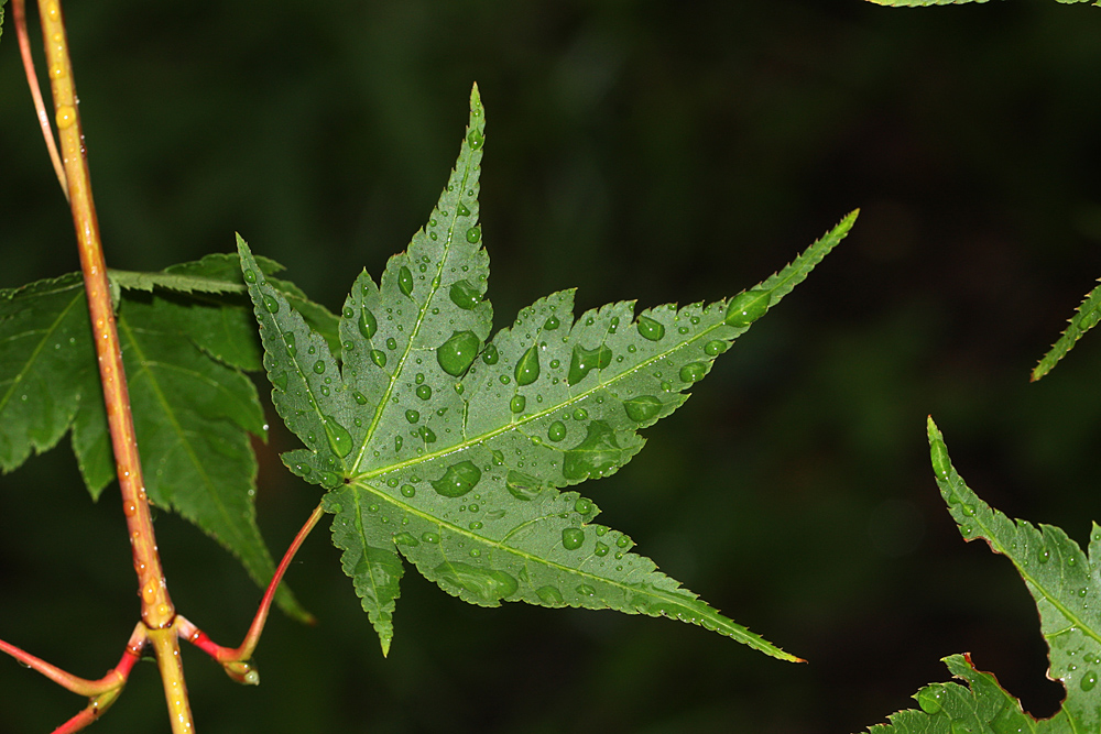 Portál české flóry