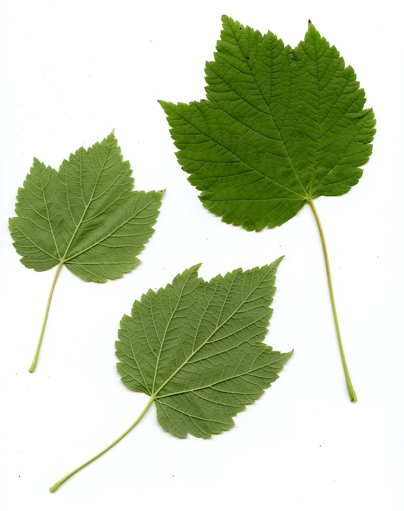 Portál české flóry