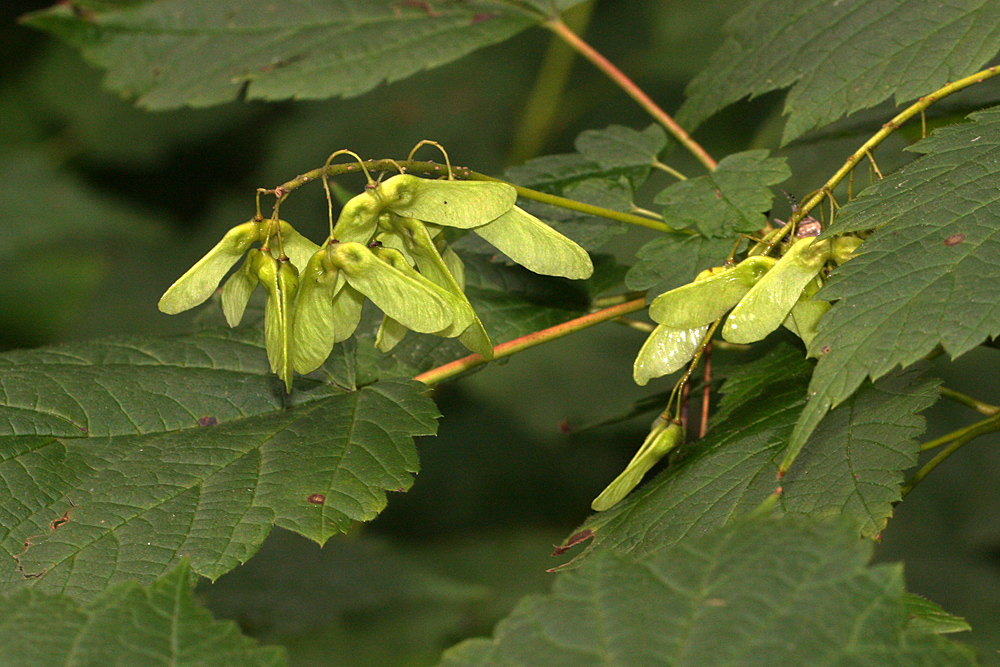 Portál české flóry